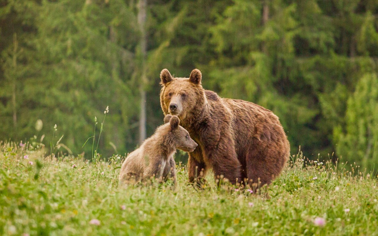 mama de urs cu pui brun