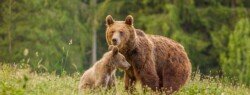 mama de urs cu pui brun