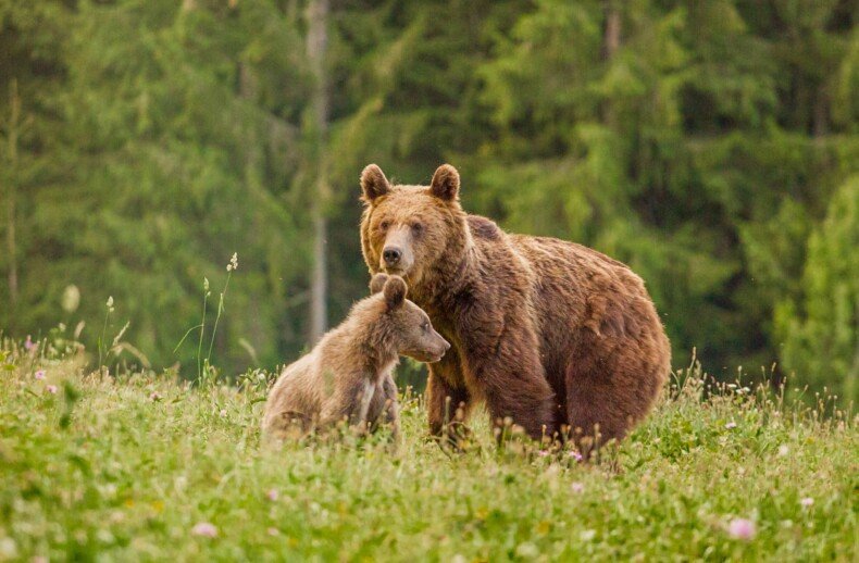 mama de urs cu pui brun
