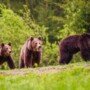 40% din ursii Europei traiesc aici – mit sau realitate?
