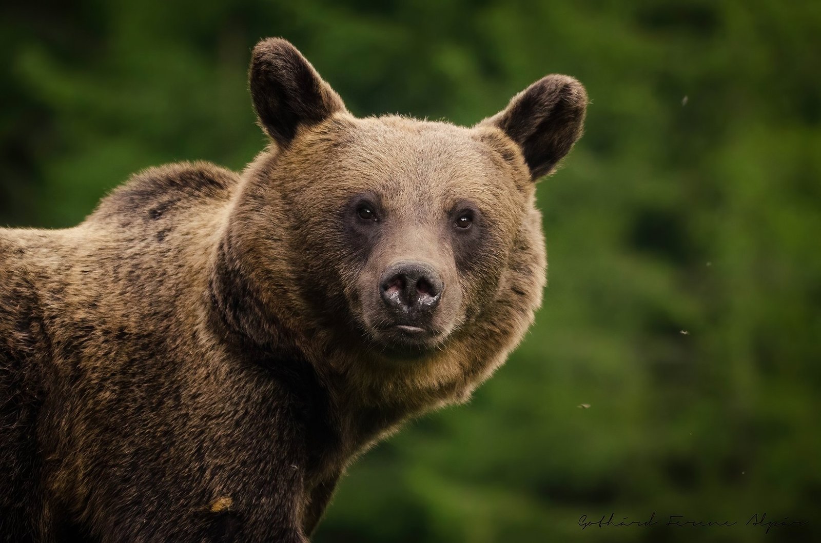 poza urs fata in fata