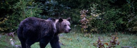 urs mare romania padure